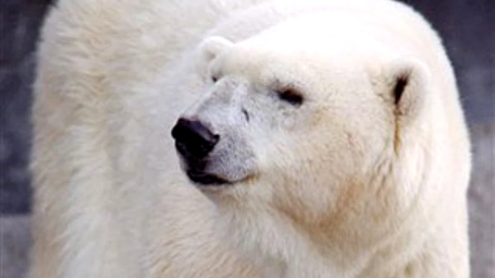 A murit cel mai batran urs polar din lume