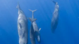 Cașaloții vorbesc aproape la fel ca oamenii, au descoperit cercetătorii