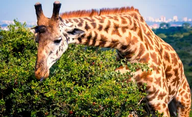 Raritate: o girafă fără pete s-a născut la o grădină zoo dintr-un stat american