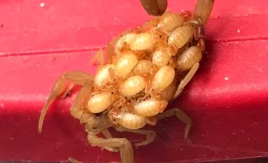 Procesul de împerechere și reproducere al scorpionilor este de-a dreptul fascinant și uneori terifiant
