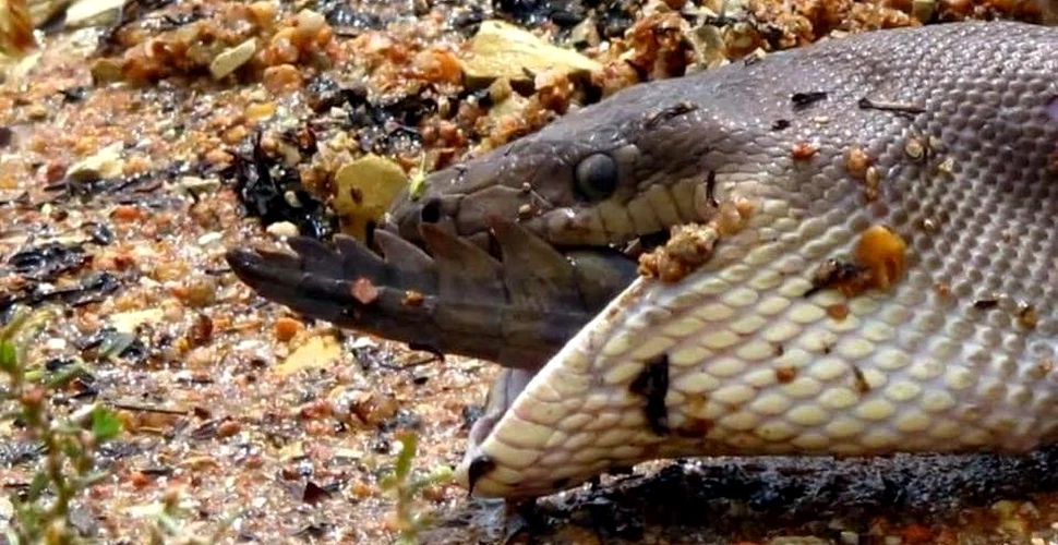 Mănâncă sau vei fi mâncat. Un crocodil a fost înghiţit complet de un piton, iar un fotograf a surprins momentul