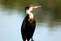 Liber la vânarea cormoranilor în România