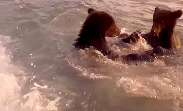 Doi pui de urs filmați în timp ce se joacă în valuri. Motivul pentru care fotograful nu a vrut să publice inițial filmarea