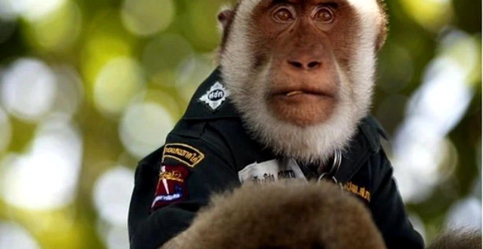 Patrule de maimute vor pazi Jocurile Commonwealth