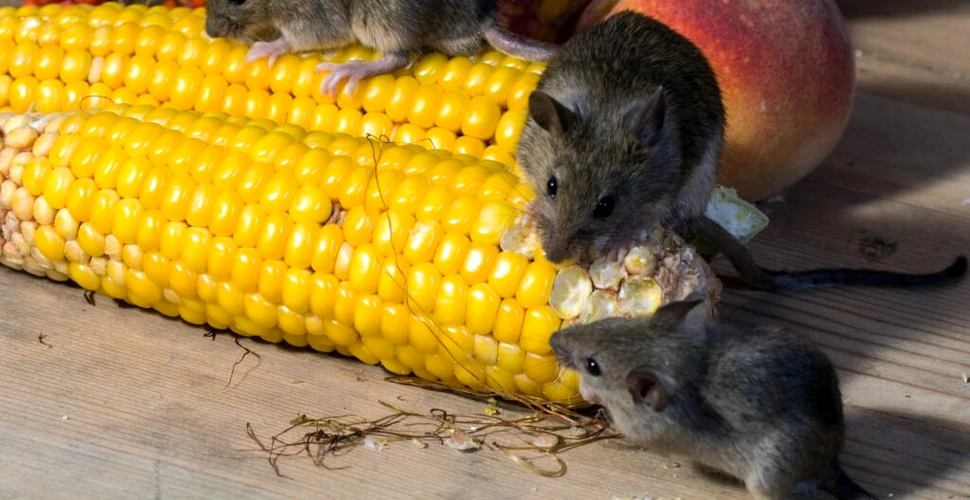 Șoarecii hrăniți cu alimente procesate sunt mai vulnerabili la gripă decât cei hrăniți cu cereale