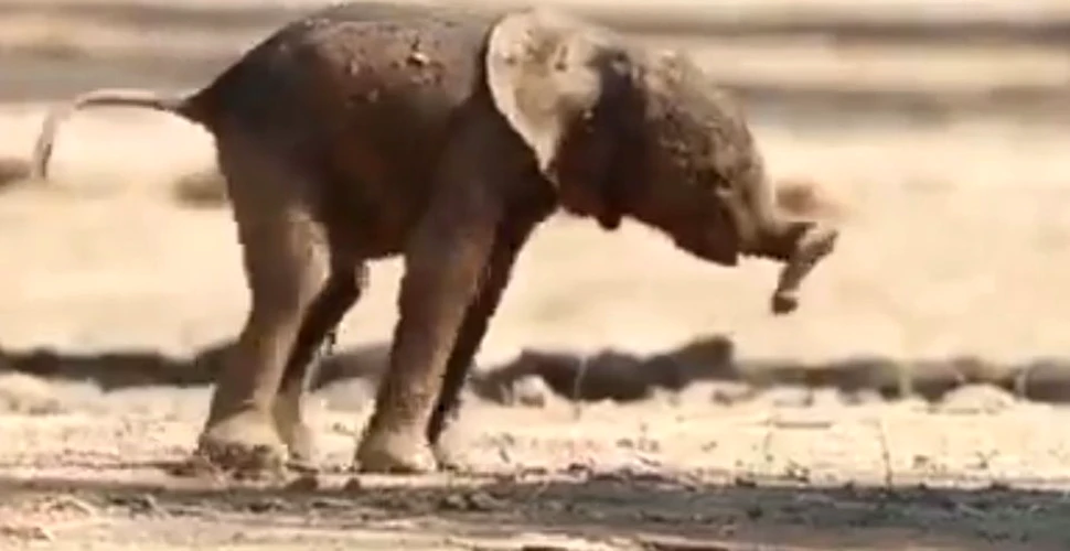Un pui de elefant are mii de fani încă de la primii paşi făcuţi în lume