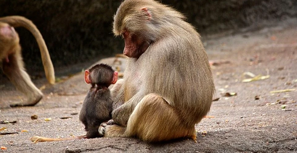 O maimuţă macac a cărat timp de câteva săptămâni corpul fără viaţă al puiului său mort. Un gest şi mai şocant făcut de aceasta i-a luat prin surprindere pe zoologi  – FOTO