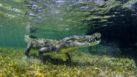 Ce dezvăluie ADN-ul crocodililor despre era glaciară?