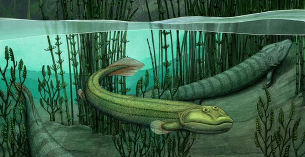 Unii dintre primii pești care au pășit pe uscat s-au întors înapoi în apă, arată fosilele
