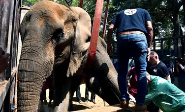 Un elefant de la grădina zoologică din Pakistan a murit la doar 17 ani