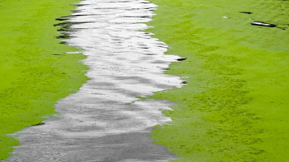 Algele pot fi folosite pentru a produce un combustibil care nu poluează: hidrogenul