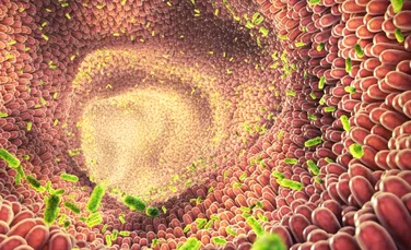 Oamenii de știință dezvăluie legătura dintre microbii intestinali și sănătatea inimii