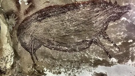 Cum au transportat oamenii porcii peste Pacific?