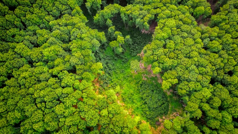 Aproape 20 de milioane de puieți vor fi plantați în această primăvară