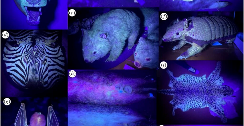 Iată animalele care strălucesc sub lumină ultravioletă!
