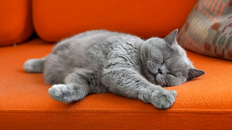 Un tratament similar cu Ozempic ar putea ajuta în curând pisicile grăsuțe