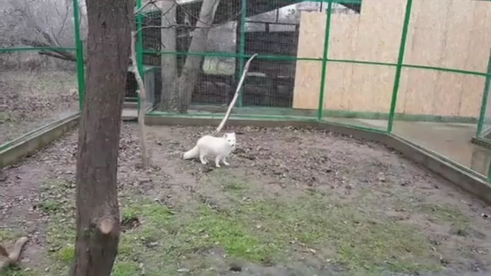 VIDEO. O vulpe polară care a evadat din Microrezervaţia Constanţa a fost capturată după câteva ore