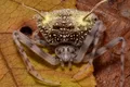 Oamenii de știință au descoperit o specie bizară de păianjen care se deghizează în ciupercă