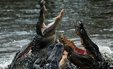 Aligatorii ne vor scăpa de vizita la dentist: vom avea dinţi care se înnoiesc periodic?