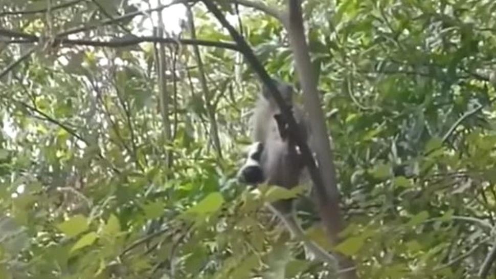 Un cățel răpit de o maimuță, în Malaezia. Cum s-a terminat calvarul care a durat trei zile