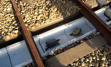 Metoda inedită găsită de japonezi pentru a salva broaştele ţestoase şi a evita accidentele feroviare