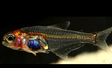 Descoperire incredibilă: apele fluviului Rio Negro ascund peştele „invizibil”