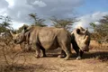 Rinocerul alb nordic ar putea fi salvat de la extincție. Ce metodă încearcă cercetătorii?
