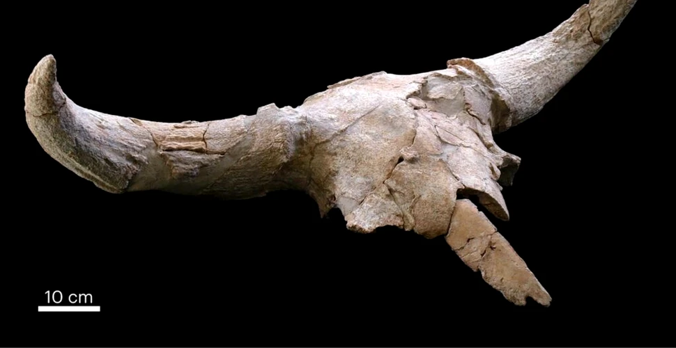 Numeroase cranii de animale, găsite într-o peșteră a neanderthalienilor