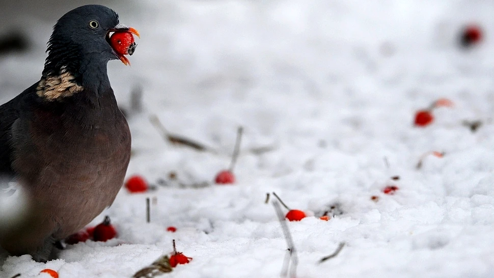 Cine ar fi crezut? Porumbeii sunt buni la matematică!