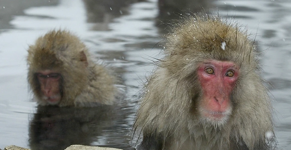 Maimuţele vor patrula pădurile radioactive de lângă Fukushima pentru a efectua măsurători