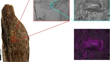 Acum 130.000 de ani, neanderthalienii refoloseau oasele de leu de peșteră drept „unelte multifuncționale”