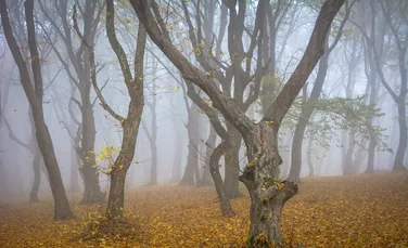 Pădurea Hoia-Baciu, numită de unii „Triunghiul Bermudelor din România”