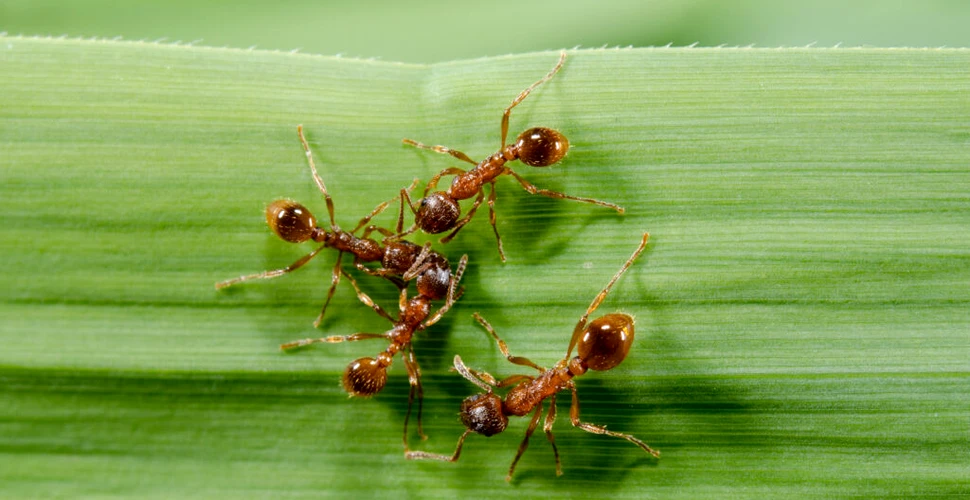 Cercetătorii propun uciderea furnicilor folosind virusuri