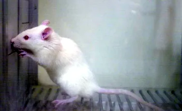 Micro-maşini care livrează medicamente direct în organismul unor şoareci