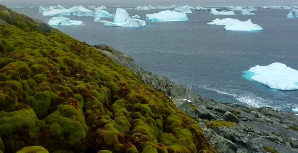 Veste îngrijorătoare din partea cercetătorilor: Antarctica devine verde şi de nerecunoscut. Imagini ULUITOARE – FOTO