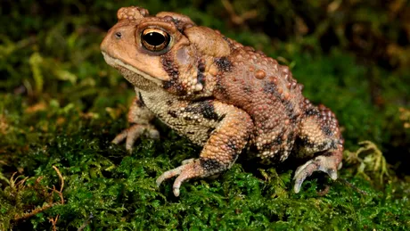 Test de cultură generală. Câte insecte poate mânca o broască într-o zi?