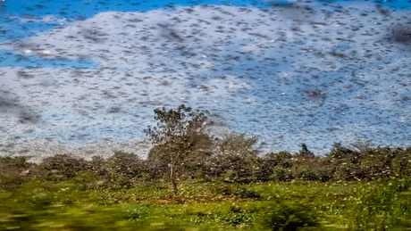 „Pădurea care tace”: Povestea ecologistului care a documentat dispariția tăcută a insectelor