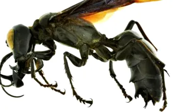 Insecte înfricoşătoare: o viespe uriaşă a fost descoperită în Indonezia
