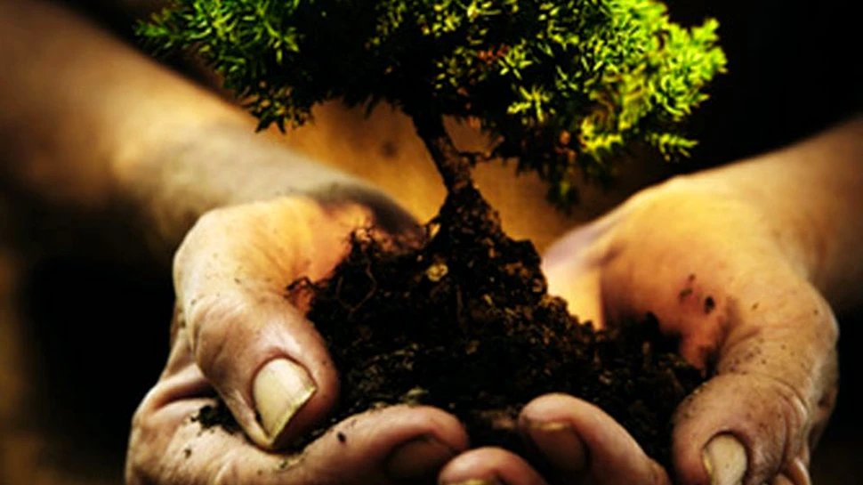 Efectul SURPRINZĂTOR pe care îl are dioxidul de carbon asupra procesului de dezvoltare a zonelor cu vegetaţie