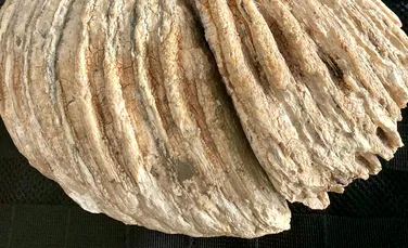 Molar de mamut, vechi de 10.000 de ani, pus la vânzare pe Internet