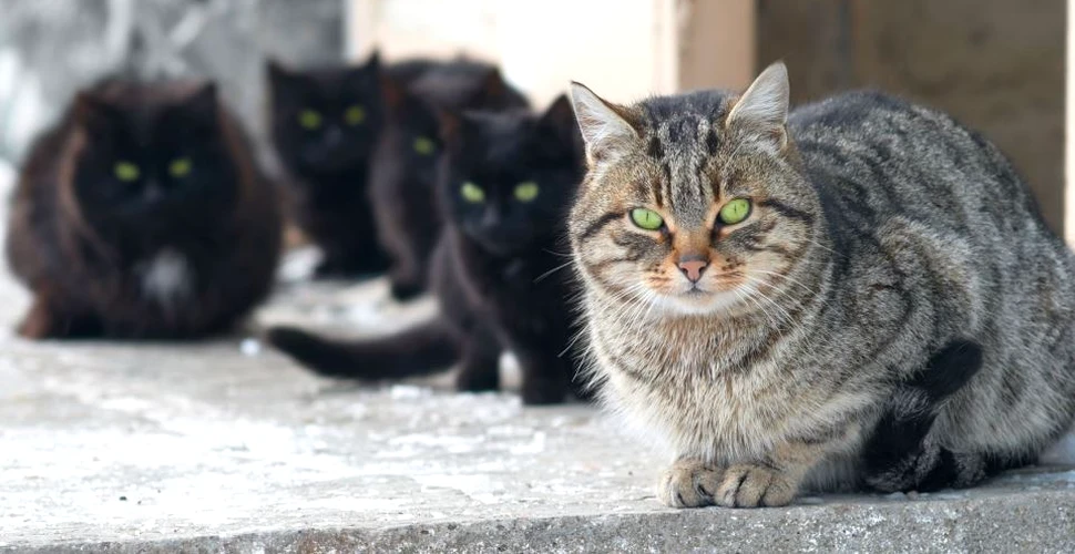 În Cipru vor fi amenajate locuri speciale pentru hrănirea pisicilor fără stăpân
