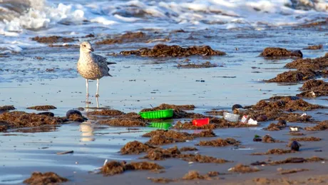 „Plasticoza”, o nouă boală care afectează păsările marine