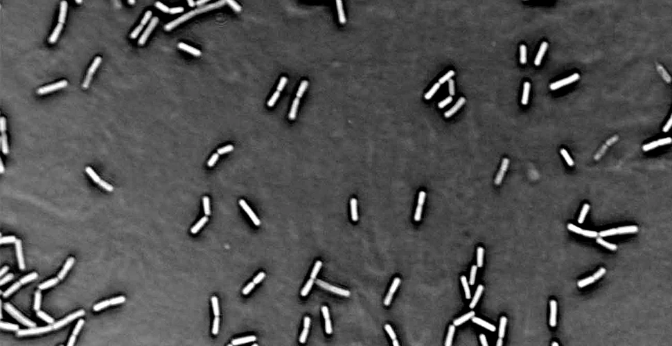 Cercetătorii ruşi anunţă descoperirea „bacilului nemuririi”!