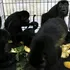 Maimuțele urlătoare din Mexic cad moarte din copaci din cauza căldurii extreme
