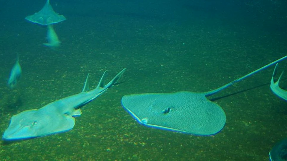 Chiar dacă au învăţat să meargă, primele vertebrate nu au părăsit oceanul atât de repede