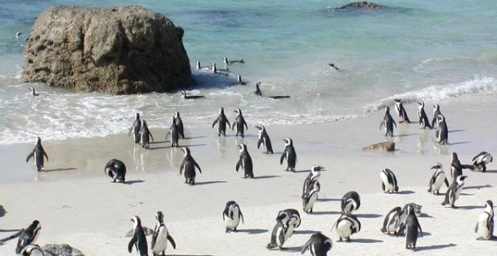 Specie rara de pinguini, filmata cu camera ascunsa