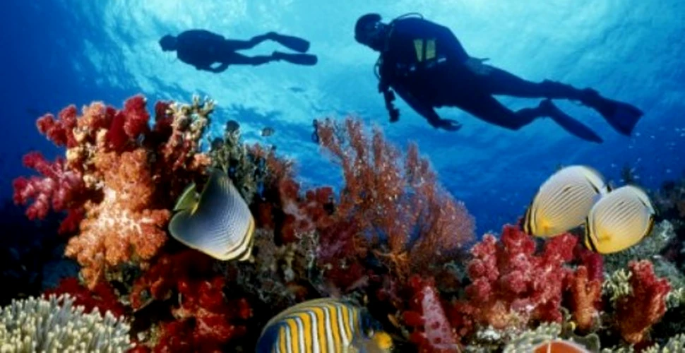 Marea Bariera de Corali mai are de trait doar 20 de ani