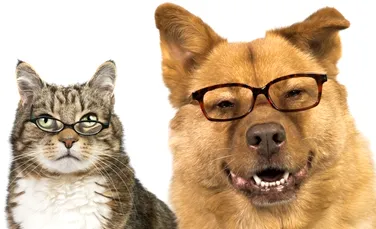Adevărul despre câini şi pisici: care dintre ei este mai inteligent?