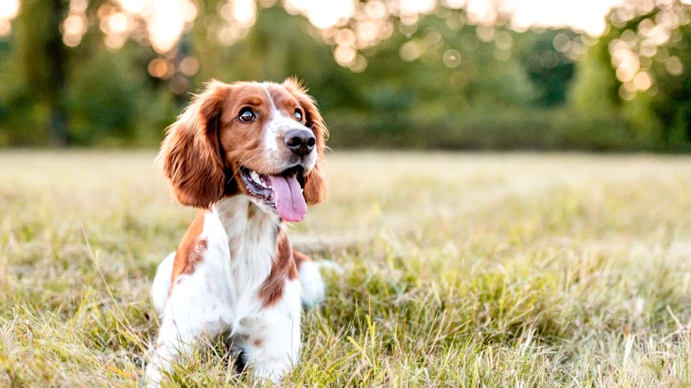 Viagra pentru câini. Pastila ar putea trata o tulburare alimentară fatală