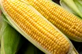 Un proces inspirat de păianjeni transformă proteinele din porumb într-un material similar plasticului